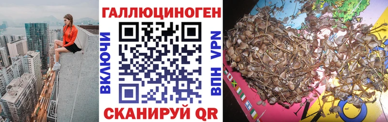 Псилоцибиновые грибы Psilocybe  где купить   Рославль 